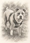 Custom Pet Sketch Fundraiser
